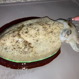 コウイカ