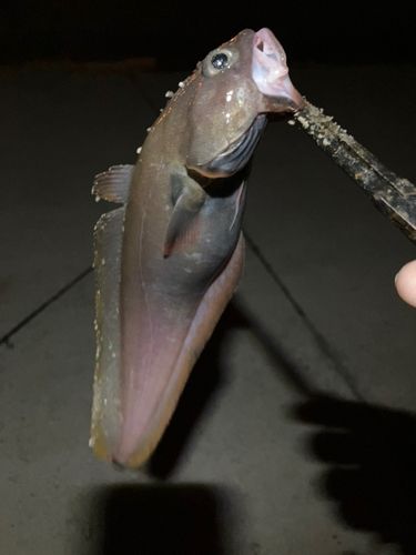 ドンコの釣果