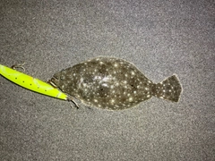 ソゲの釣果