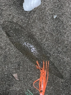 シタビラメの釣果