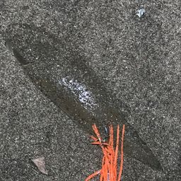 シタビラメ
