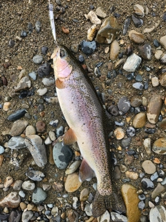 ニジマスの釣果