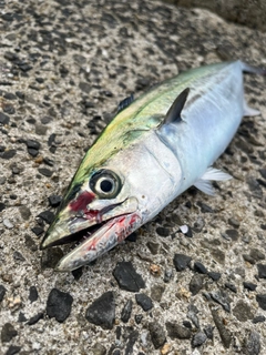 サゴシの釣果