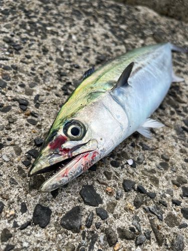 サゴシの釣果