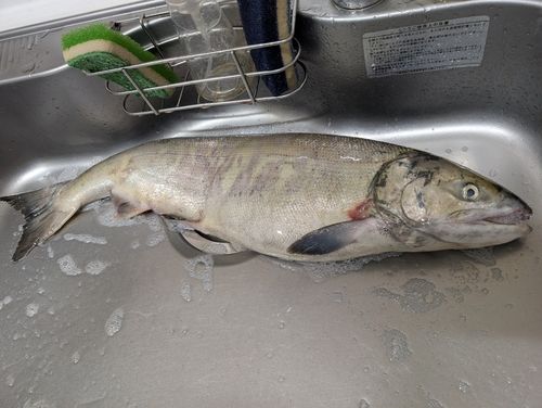 サケの釣果