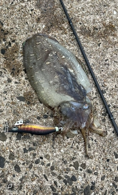 コウイカの釣果