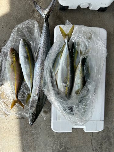 越前海岸