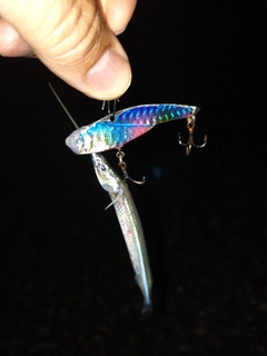 サヨリの釣果