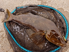 ソトイワシの釣果