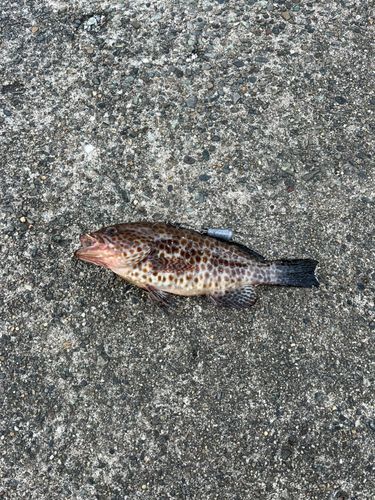 オオモンハタの釣果
