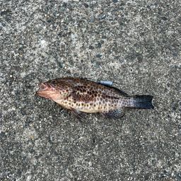 オオモンハタ