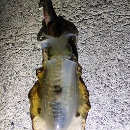 アオリイカ