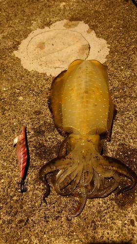 アオリイカの釣果