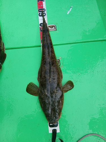 マゴチの釣果