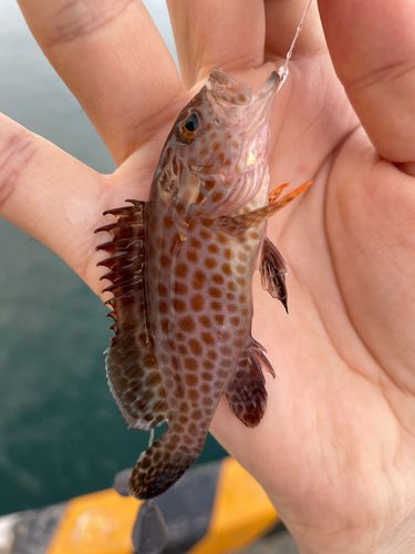 イシミーバイの釣果