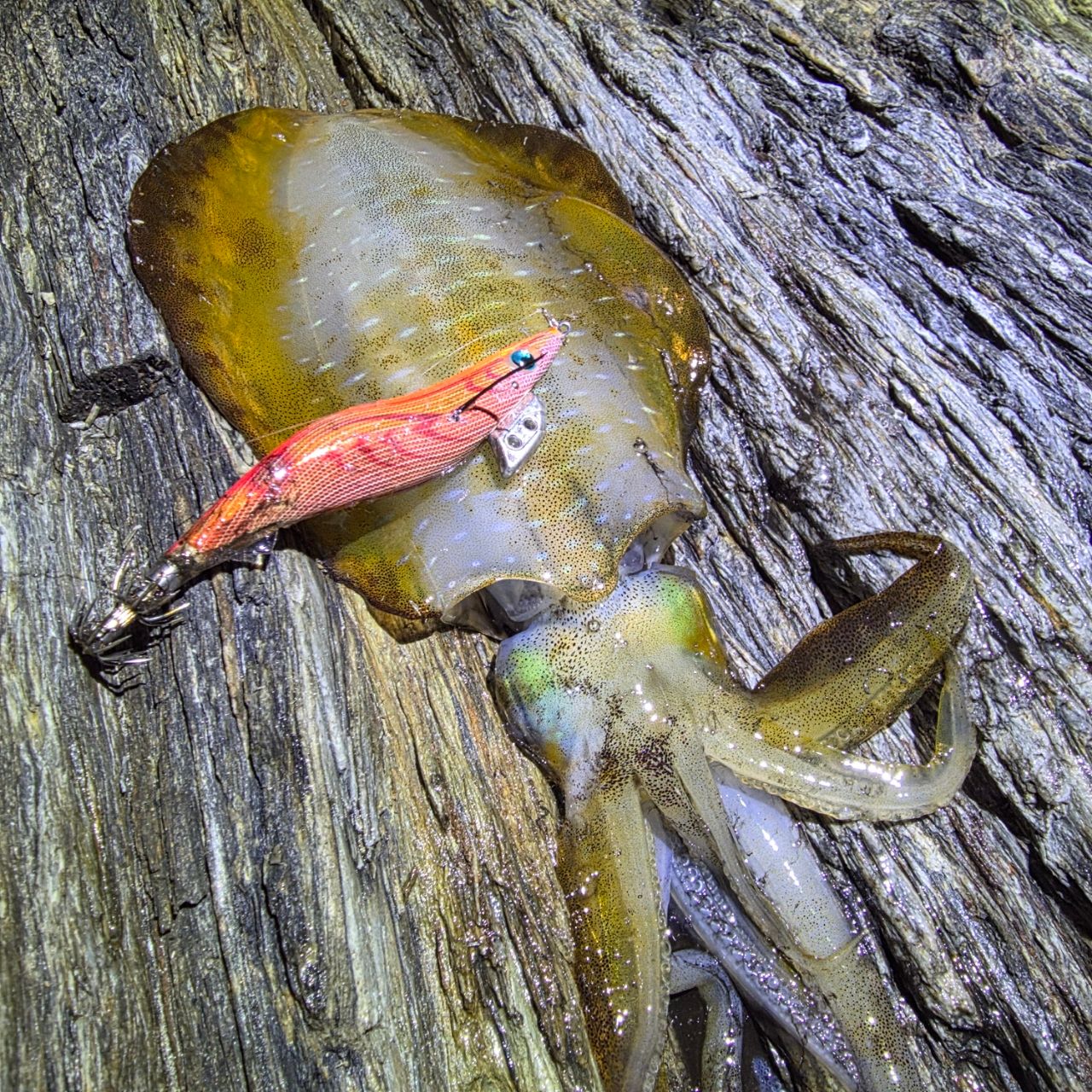 Gamakatsu 23ラグゼ EG X アルティメイト S77ML+-solidの最安値