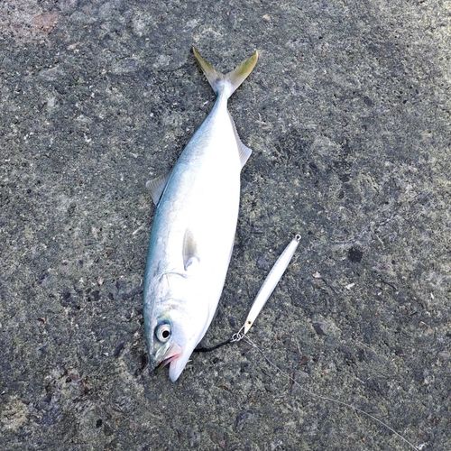 釣果