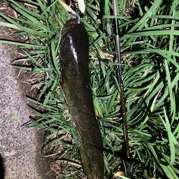 ナマズ