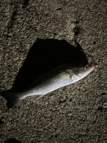 セイゴ（マルスズキ）の釣果