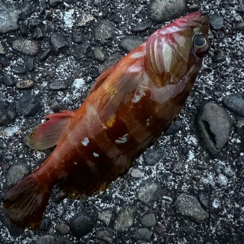 アカハタの釣果