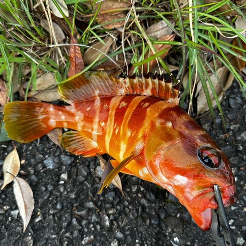尾鷲湾