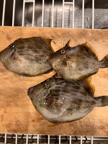 カワハギの釣果