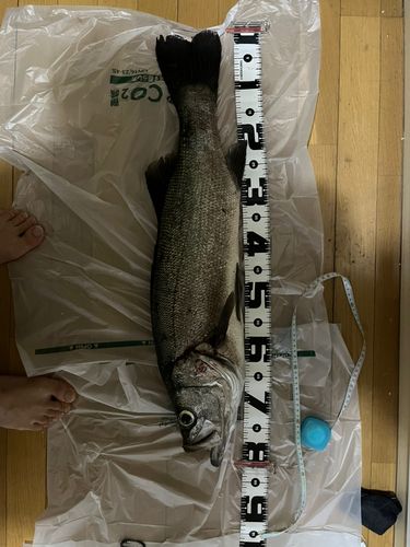 ヒラスズキの釣果