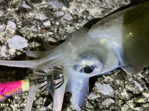 シリヤケイカの釣果
