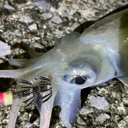 シリヤケイカ