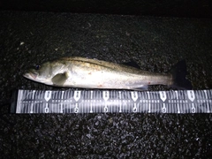 スズキの釣果