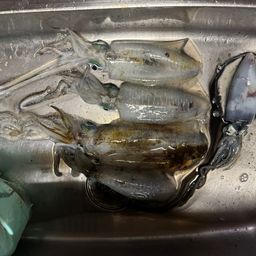 アオリイカ