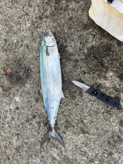 サゴシの釣果