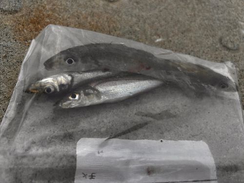 キスの釣果
