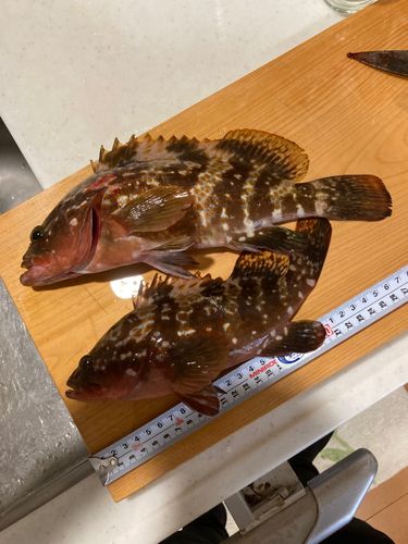 キジハタの釣果