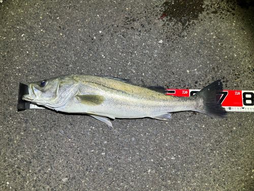 シーバスの釣果