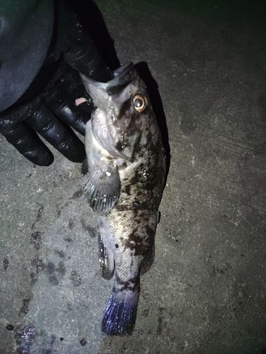 クロソイの釣果