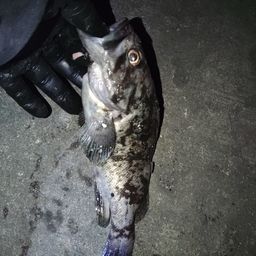クロソイ