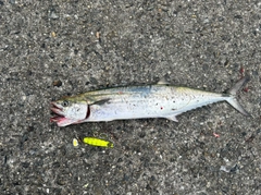 サゴシの釣果
