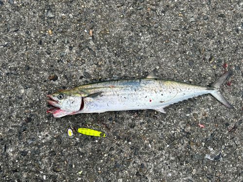 サゴシの釣果