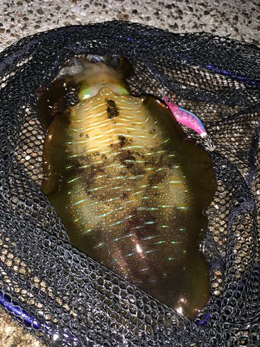 アオリイカの釣果