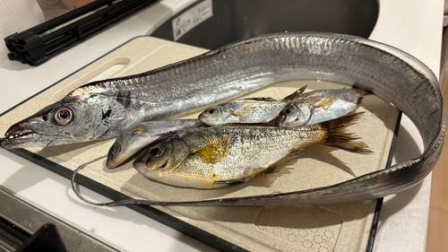 タチウオの釣果