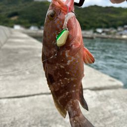 アコウ