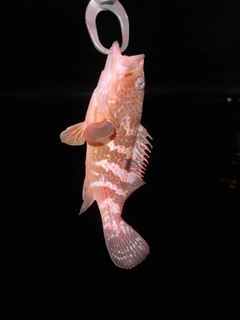 キジハタの釣果