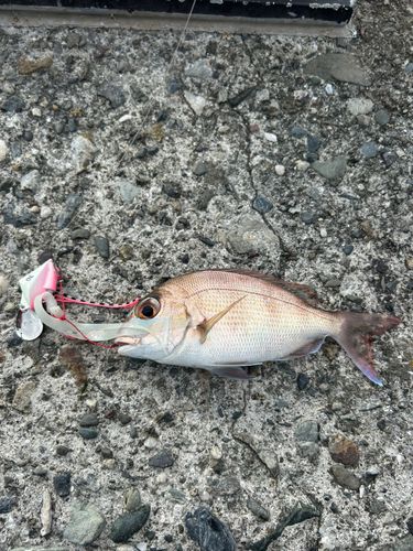 宇佐湾