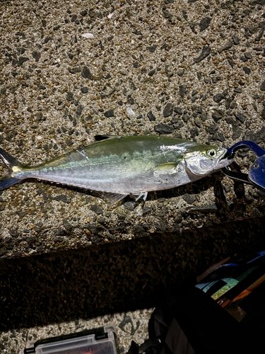 イケカツオの釣果