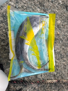 サゴシの釣果