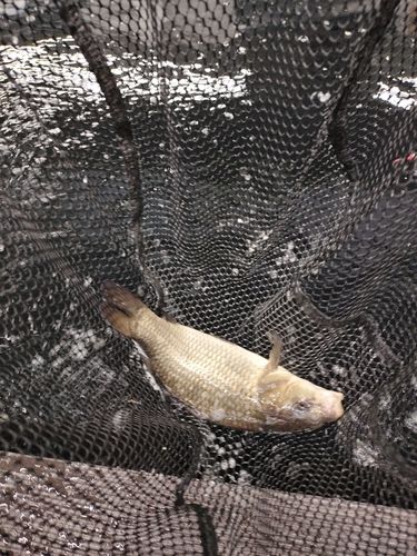 コイの釣果