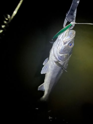 スズキの釣果