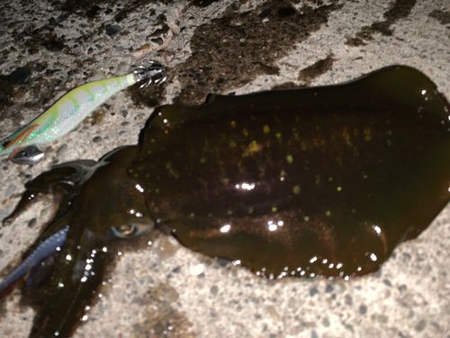 アオリイカの釣果