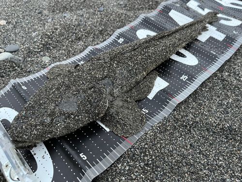 マゴチの釣果